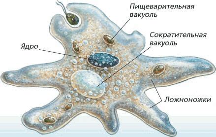 Что такое амеба обыкновенная?