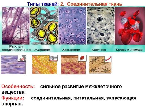 Что такое аморфная ткань?