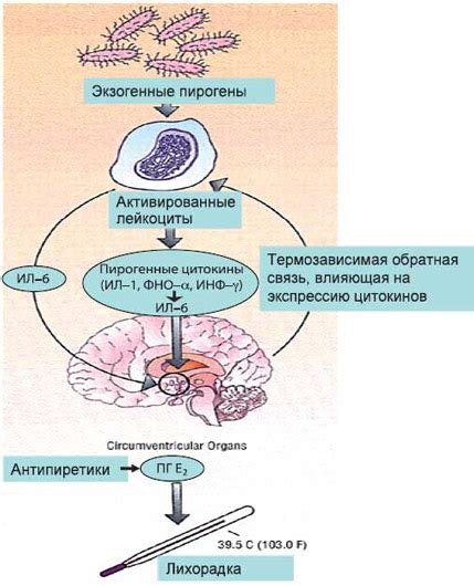 Что такое антипиретическое действие?