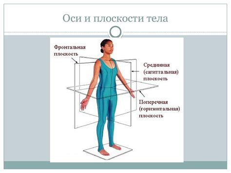 Что такое асимметричность тела?