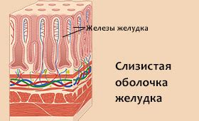 Что такое атрофический процесс?