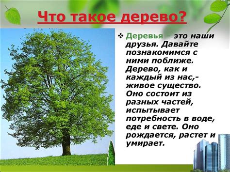 Что такое бесплодное дерево?