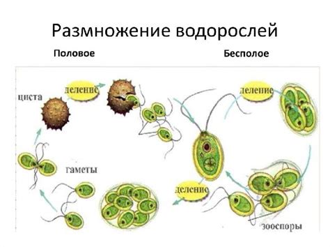 Что такое бесполое поколение и как его определить?