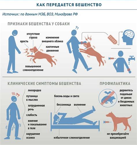 Что такое бешенство: симптомы, причины и лечение