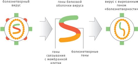 Что такое биотехнологическая вакцина?