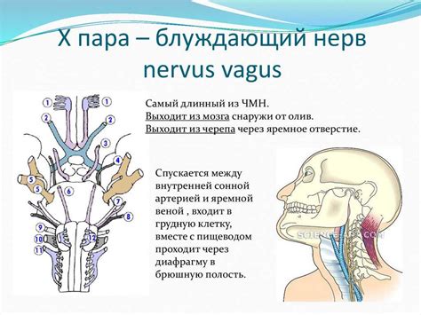 Что такое блуждающий форвард