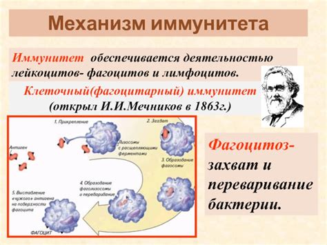 Что такое буксирование иммунитета и какие причины его вызывают?