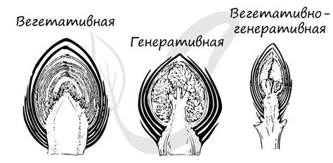 Что такое вегетативная фаза?