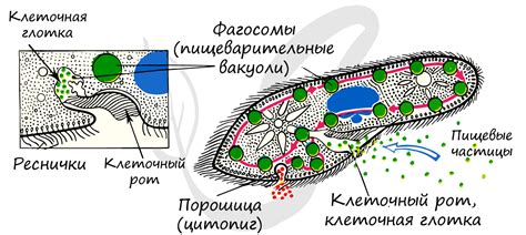 Что такое вегетативное ядро?