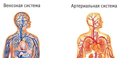 Что такое венозное давление?