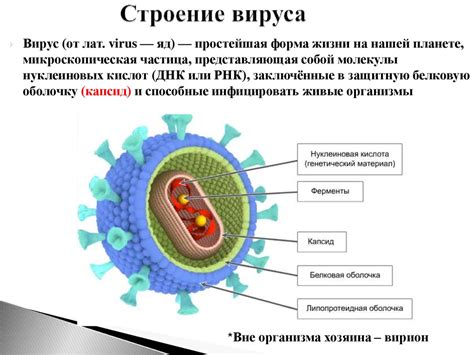 Что такое вирус? Определение и принцип действия