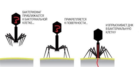 Что такое вирус бонзифи и почему его следует бояться?