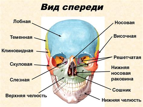 Что такое висцеральный череп?