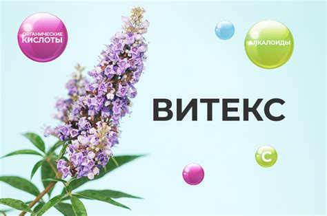 Что такое витекс прибрежный?