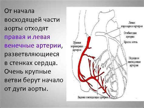 Что такое вкрапление извести в стенках аорты?