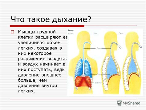 Что такое внешнее дыхание?