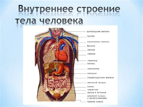 Что такое внутреннее дрожание организма?