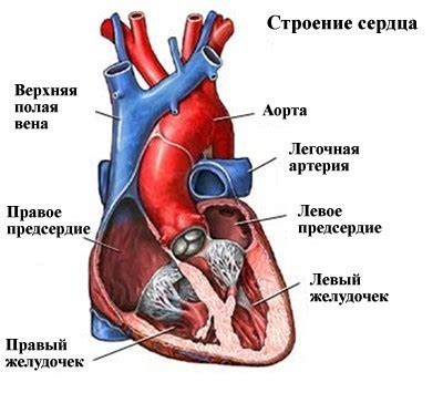 Что такое возрастные изменения сердца?