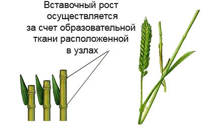 Что такое вставочный рост у растений?