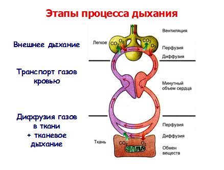 Что такое газообмен и как он проводится через респираторный путь?