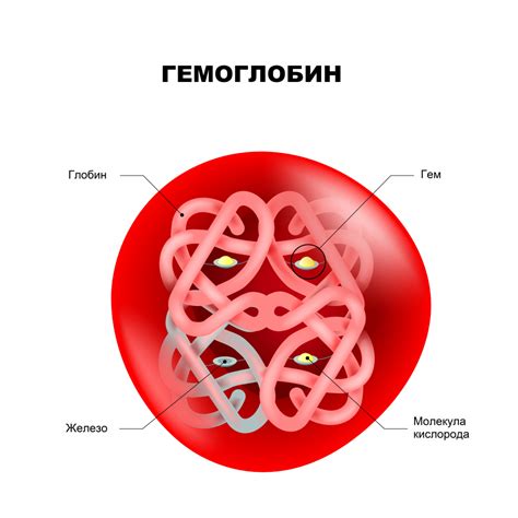 Что такое гемоглобин и его роль в организме?