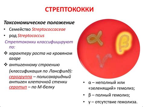 Что такое гемолитические стрептококки?