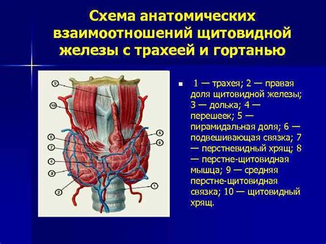 Что такое гетерогенная структура щитовидной железы?