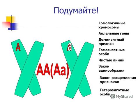 Что такое гетерозиготные и гомозиготные особи