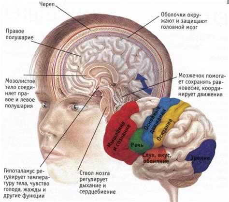 Что такое гиподенсные участки в мозге?