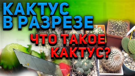 Что такое гомеопатия Кактус 30?