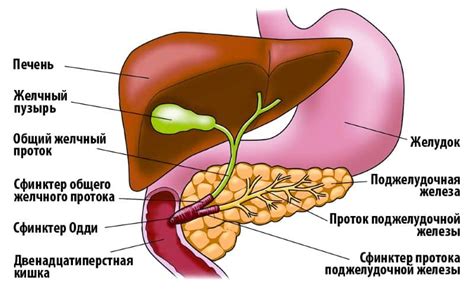 Что такое гомогенная желчь?