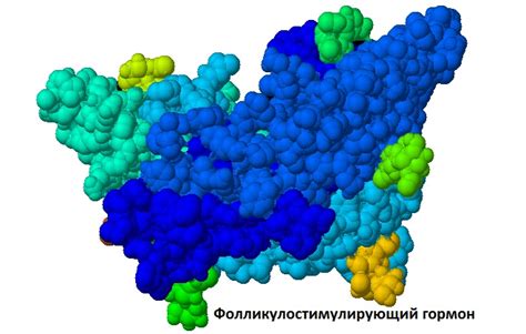 Что такое гормон ФСГ?