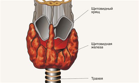 Что такое диффузные изменения щитовидной железы?