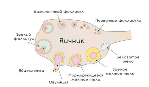 Что такое желтое тело и как оно кистозно изменено