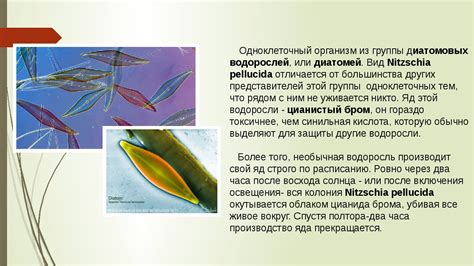 Что такое зашлакованный организм?