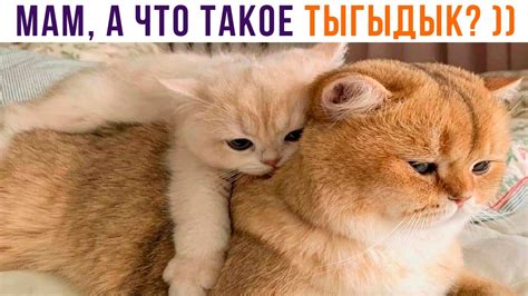 Что такое звук "тыгыдык"?