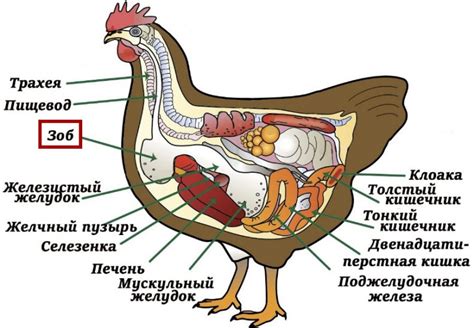 Что такое зоб у курицы и как его распознать