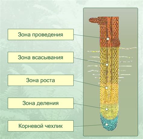 Что такое зоны корня?