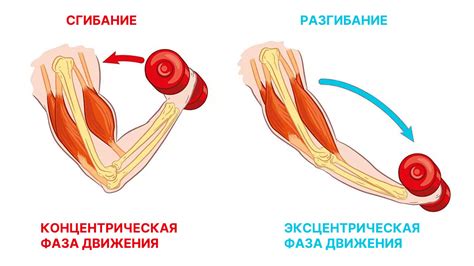 Что такое изотонические упражнения?