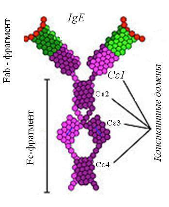 Что такое иммуноглобулин Е и его роль в организме?
