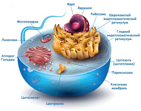 Что такое клетка?