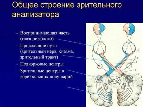 Что такое кожно-зрительный стимул и как он работает