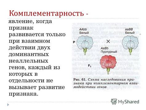 Что такое комплементарность?