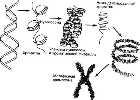 Что такое конденсация хроматина