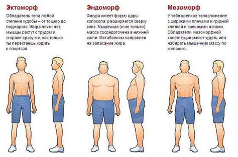 Что такое коренастое телосложение