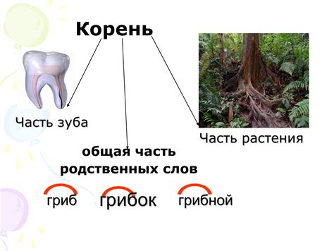 Что такое корень кратен