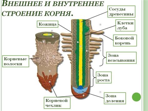 Что такое корневое устройство?