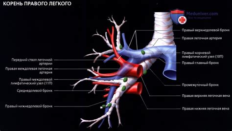 Что такое корни легких сосудистые?