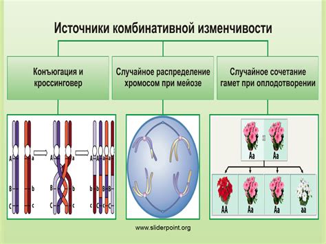 Что такое коррелятивная изменчивость