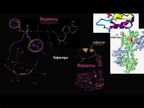 Что такое кофакторы ферментов?